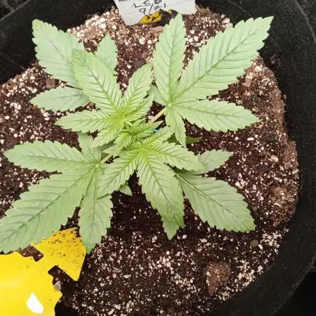 dearmaryjaneiloveyou#1