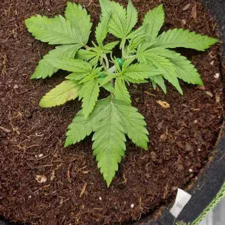 First Cocosoil Fast Buds Grow