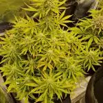 First Cocosoil Fast Buds Grow