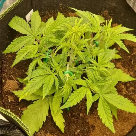 First Cocosoil Fast Buds Grow