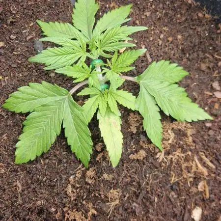 First Cocosoil Fast Buds Grow