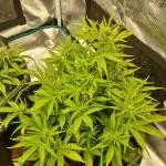 First Cocosoil Fast Buds Grow