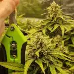 First Cocosoil Fast Buds Grow