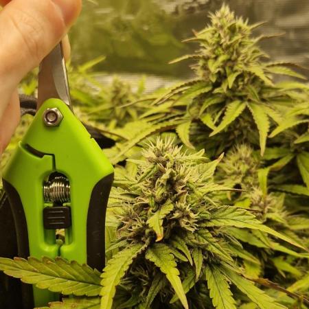 First Cocosoil Fast Buds Grow