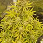 First Cocosoil Fast Buds Grow