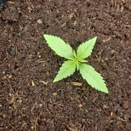 First Cocosoil Fast Buds Grow