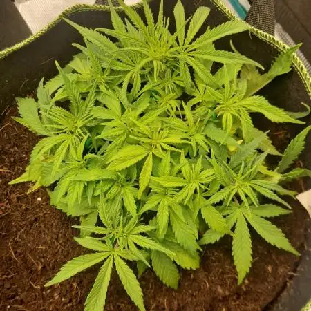 First Cocosoil Fast Buds Grow