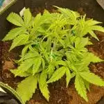 First Cocosoil Fast Buds Grow