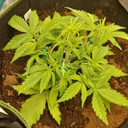 First Cocosoil Fast Buds Grow
