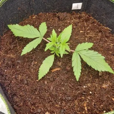 First Cocosoil Fast Buds Grow