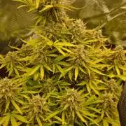 First Cocosoil Fast Buds Grow