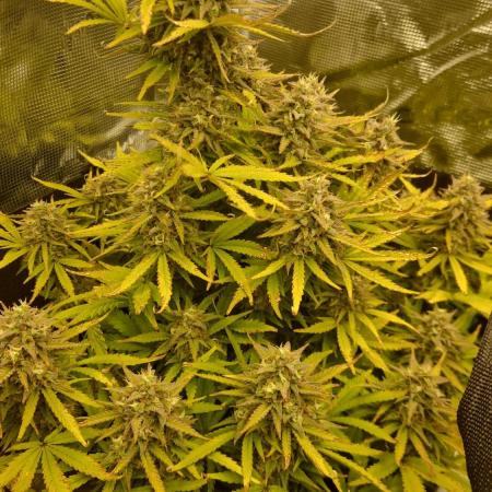 First Cocosoil Fast Buds Grow