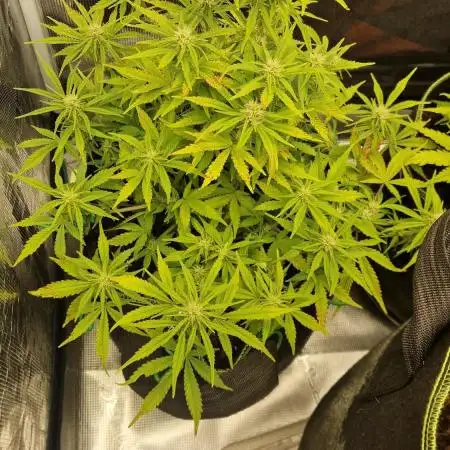 First Cocosoil Fast Buds Grow
