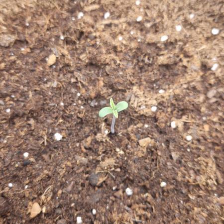 First Cocosoil Fast Buds Grow
