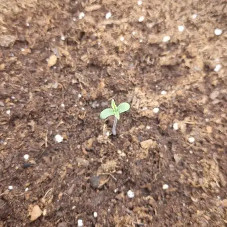 First Cocosoil Fast Buds Grow