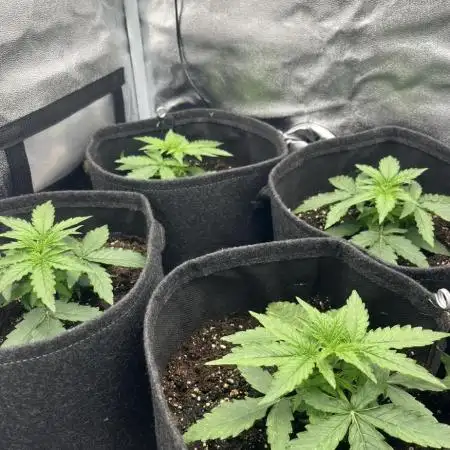 Orion f1 hybrid