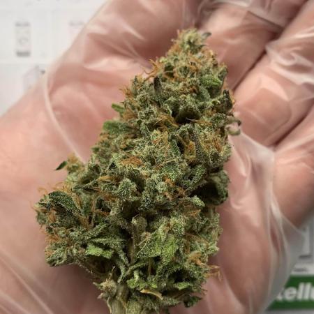 1st Grow | Afgahn Kush Automatic