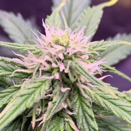 1st Grow | Afgahn Kush Automatic