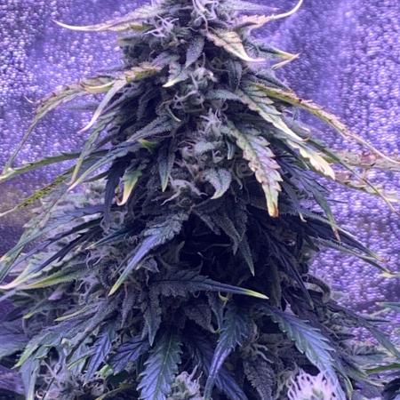 1st Grow | Afgahn Kush Automatic