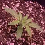 1st Grow | Afgahn Kush Automatic