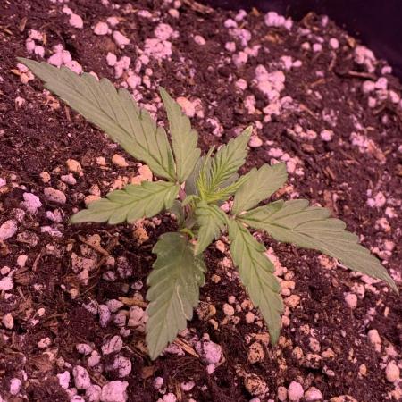 1st Grow | Afgahn Kush Automatic