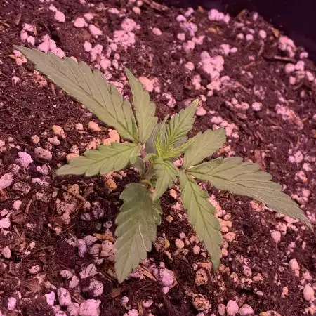 1st Grow | Afgahn Kush Automatic