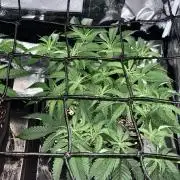 Wedding Cake Steckis