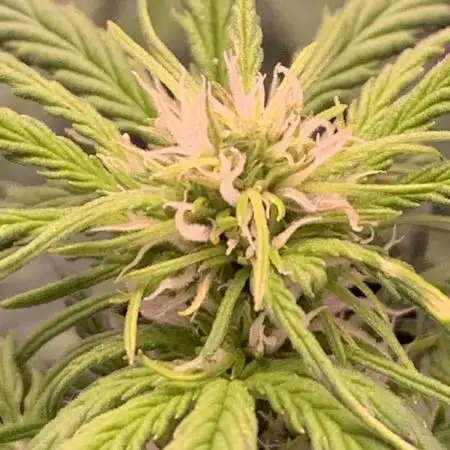 1st Grow | Afgahn Kush Automatic