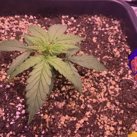 1st Grow | Afgahn Kush Automatic