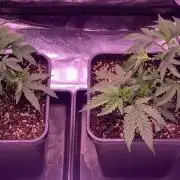 Wedding Cake Steckis