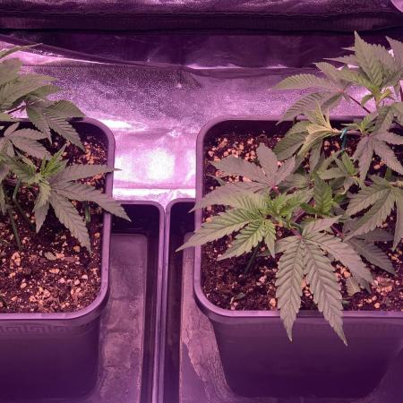 Wedding Cake Steckis