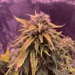 1st Grow | Afgahn Kush Automatic