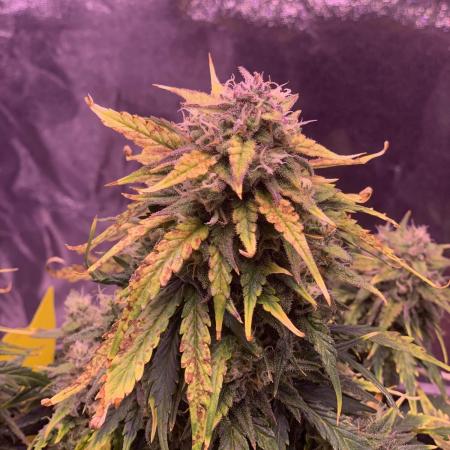 1st Grow | Afgahn Kush Automatic