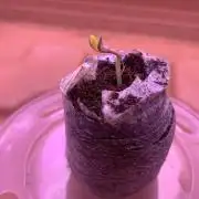 2nd Grow | Strawberry Gorilla Auto