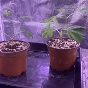 Wedding Cake Steckis