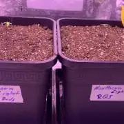 Northern Light Auto 2x