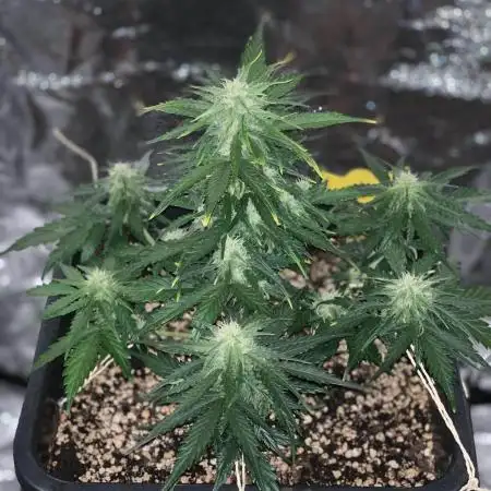 1st Grow | Afgahn Kush Automatic