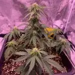 1st Grow | Afgahn Kush Automatic
