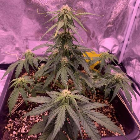 1st Grow | Afgahn Kush Automatic
