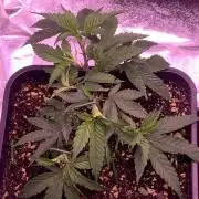 Wedding Cake Steckis