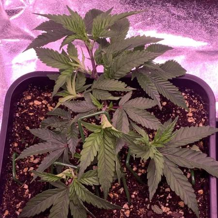 Wedding Cake Steckis