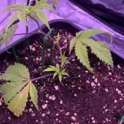 Wedding Cake Steckis