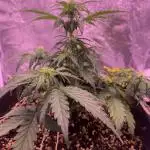 1st Grow | Afgahn Kush Automatic