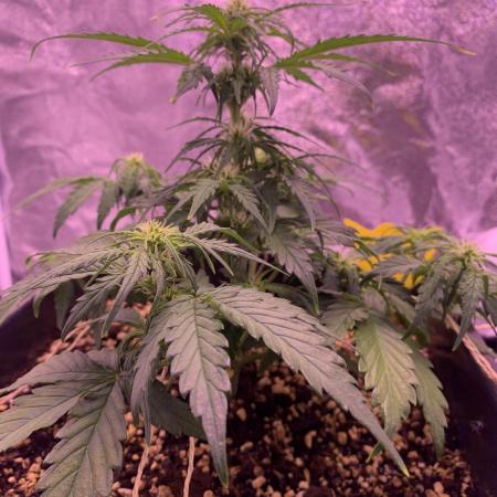 1st Grow | Afgahn Kush Automatic