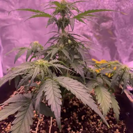 1st Grow | Afgahn Kush Automatic