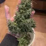 1st Grow | Afgahn Kush Automatic