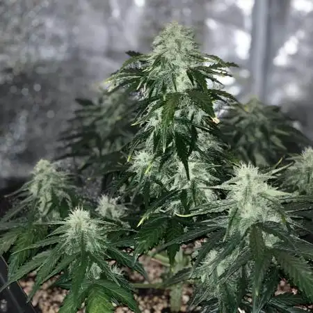 1st Grow | Afgahn Kush Automatic