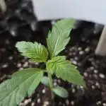 Zup Auto test grow