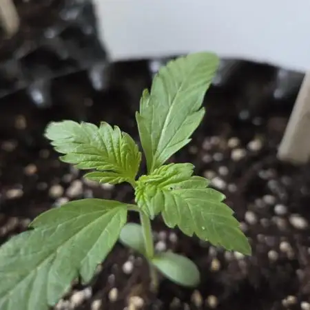 Zup Auto test grow