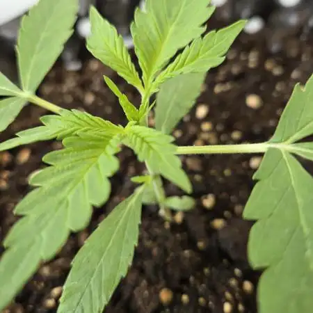 Zup Auto test grow